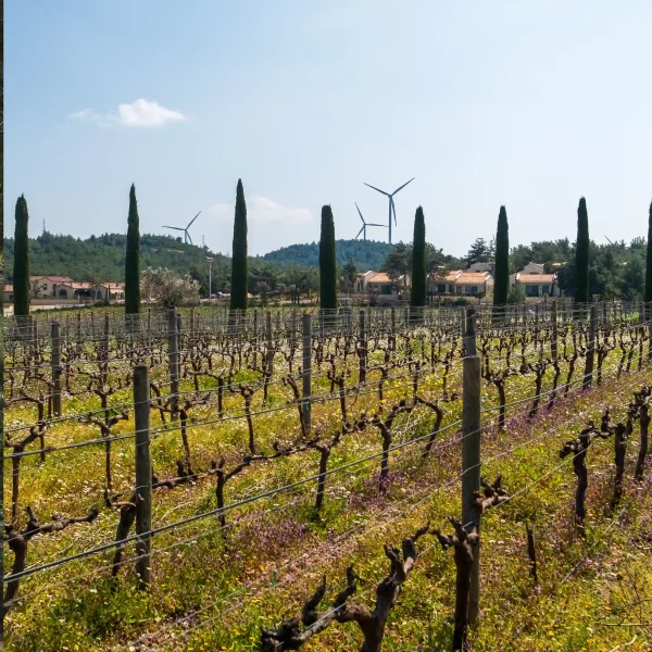 Urla Wine Route Bike Tour